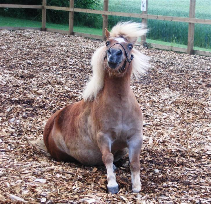 Shetlænder Sanne Bomlund  - Fjollegøjen klør sig på maven billede 15