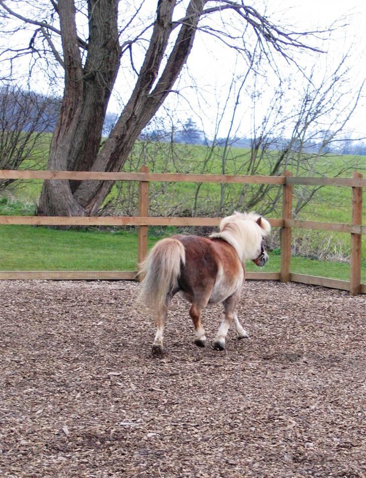 Shetlænder Sanne Bomlund  - Selvom man er lille af størrelse og har mange år på bag´en, kan man sagtens triumfere i en fritrav billede 16