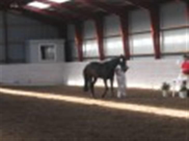 Oldenborg Kyringegårds Debbie - NYT! Kåring 15 juli 2007 billede 10