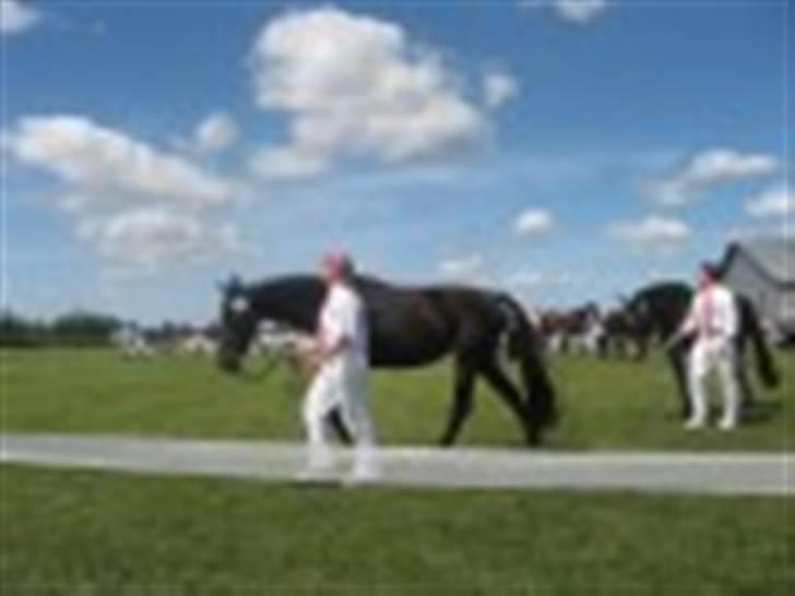 Oldenborg Kyringegårds Debbie - NYT! Kåring 15 juli 2007 billede 11