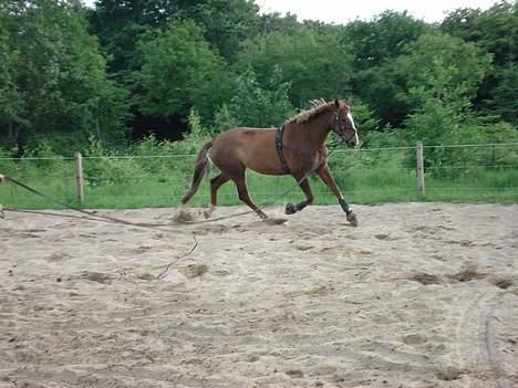 Dansk Varmblod Robbia Vedstedholm billede 11