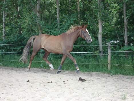 Dansk Varmblod Robbia Vedstedholm billede 12