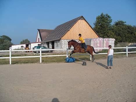 Dansk Varmblod Trobadur - Troubadur og jeg Springer .. Det er ikk Så Højt, men han har ikk lært at  springe endnu  sååå ..  Men sys selv det er godt  billede 10