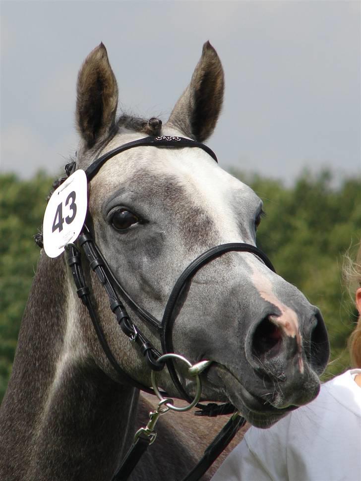 Welsh Partbred (Sec F) Rosengårdens Scarlett - min smukke skat <3 til welshkåring 2007 billede 1