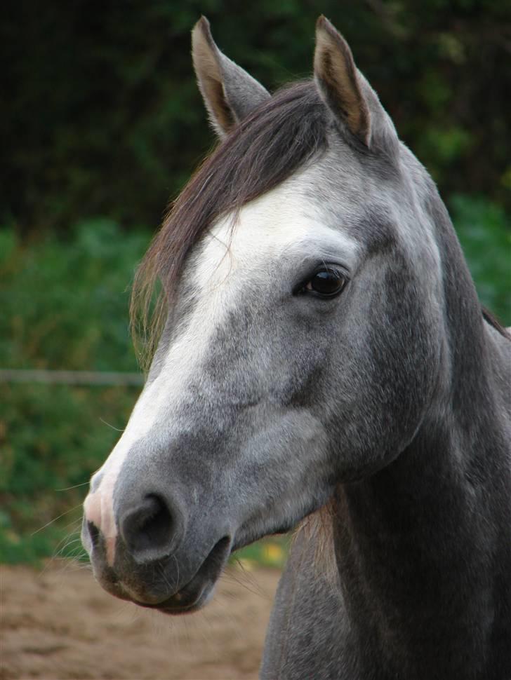 Welsh Partbred (Sec F) Rosengårdens Scarlett billede 2