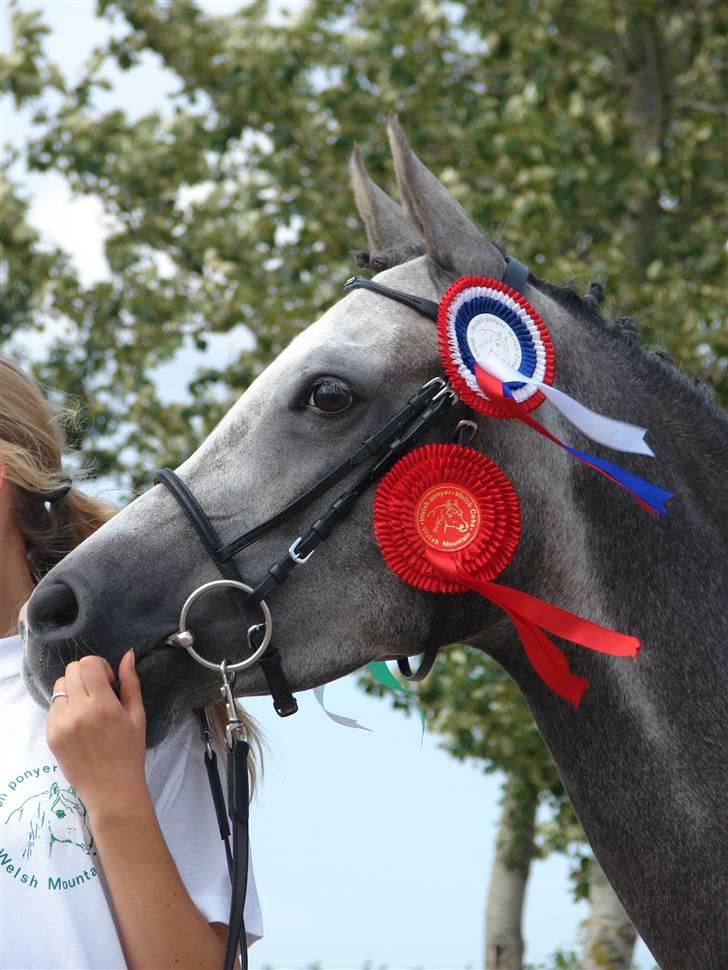 Welsh Partbred (Sec F) Rosengårdens Scarlett - til welshkåring 2007 kåret i første klasse og gik fløj billede 3