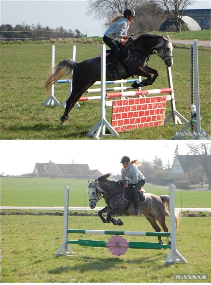 Welsh Partbred (Sec F) Rosengårdens Scarlett - d. 9/4 2009 foto: Annika Mørum billede 5