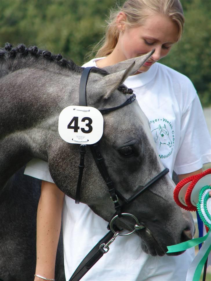 Welsh Partbred (Sec F) Rosengårdens Scarlett - welshkåring 2007 <3 billede 6