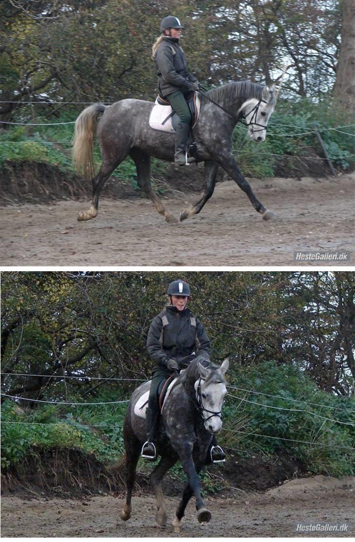 Welsh Partbred (Sec F) Rosengårdens Scarlett - træning november 2008 billede 7