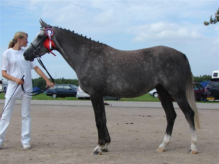 Welsh Partbred (Sec F) Rosengårdens Scarlett - til welshkåring 2007 kåret i første klasse og gik fløj billede 8