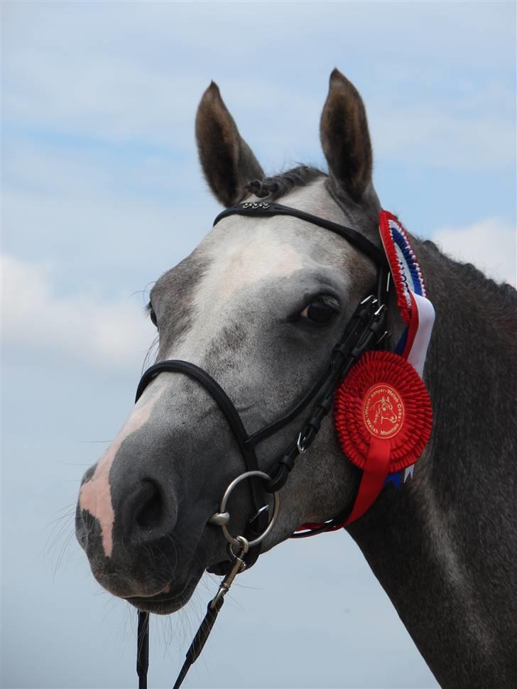 Welsh Partbred (Sec F) Rosengårdens Scarlett - til welshkåring 2007 kåret i første klasse og gik fløj billede 9