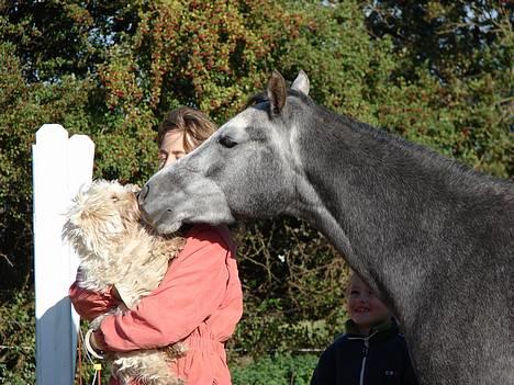 Welsh Partbred (Sec F) Rosengårdens Scarlett - fie og scarlett... herre cute ;P billede 10