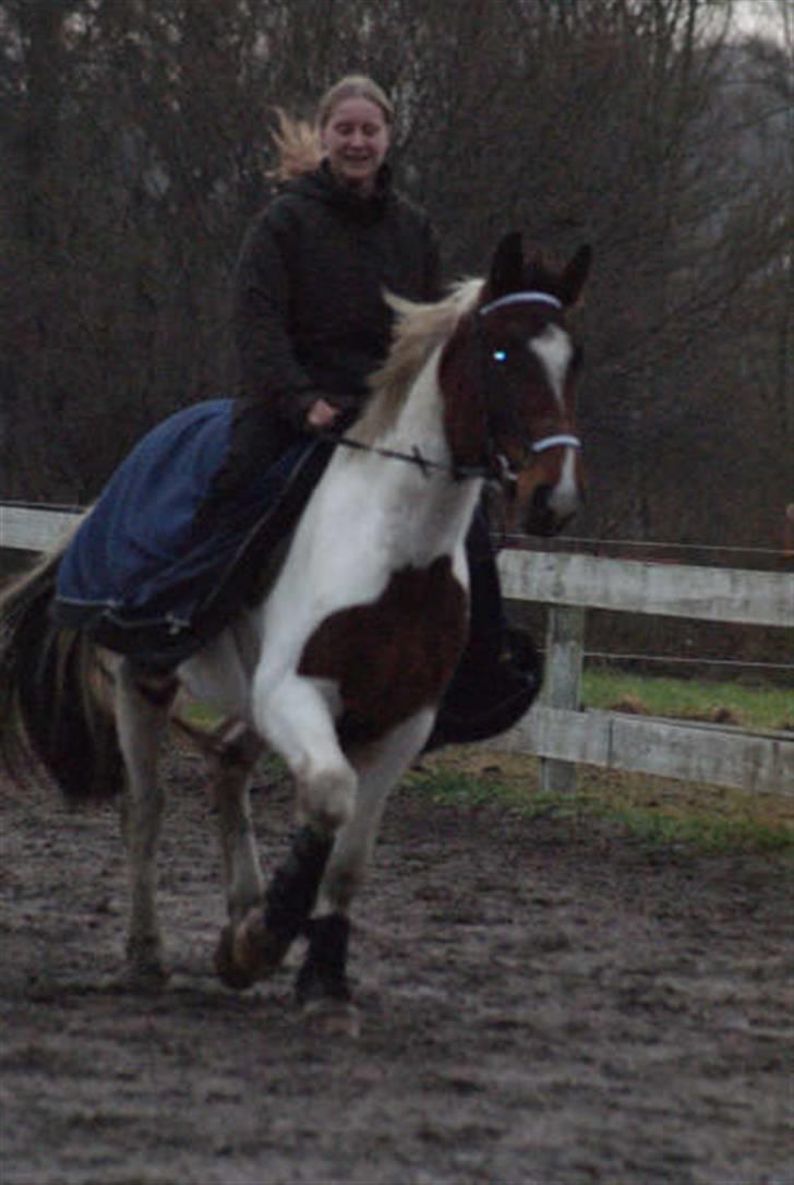 Pinto Sorenta "solgt" :* - min dejlige ko.. billede 9