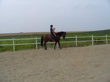 Dansk Varmblod Trobadur - Ida Fik Lii En tur med på ham ...  ;P billede 11