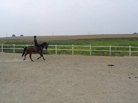 Dansk Varmblod Trobadur - Troubadur og Jeg i Trav.. billede 12