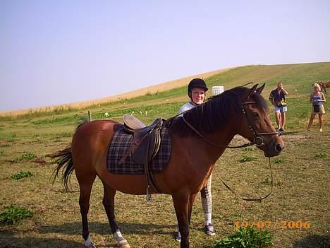 New Forest Starlight - Kom nu op, gider ikk vente på dig mere! billede 7