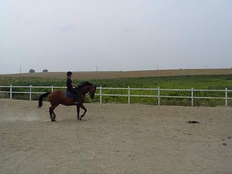 Dansk Varmblod Trobadur - Trav Igen  billede 13