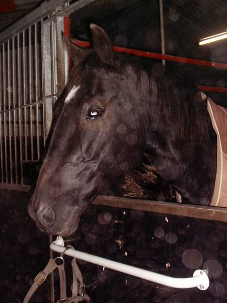 Traver Futte (profit) billede 9