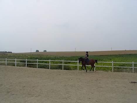 Dansk Varmblod Trobadur - Troubadur Oh Jeg i Galop ... billede 14