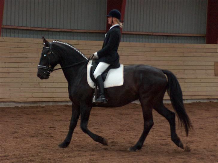 Oldenborg Lucinda -Solgt - vores 1 stævne, maj 07 billede 11