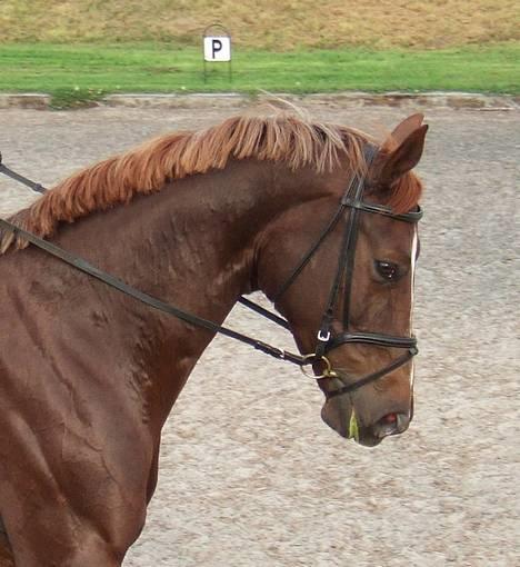 Hannoveraner Davina R.I.P <3 - Hun er den dejligste hoppe, som er bange for springstolperne ;D billede 15