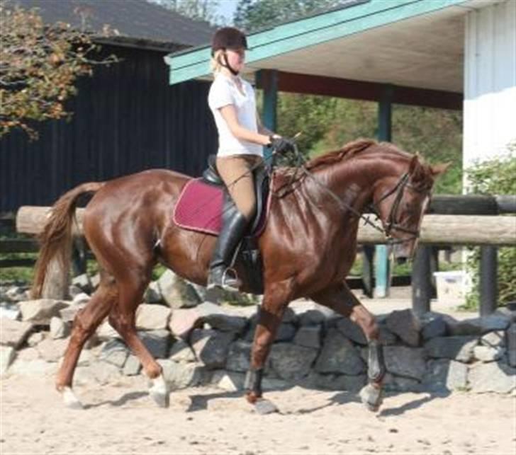 Hannoveraner Davina R.I.P <3 - fremad march! :p billede 16