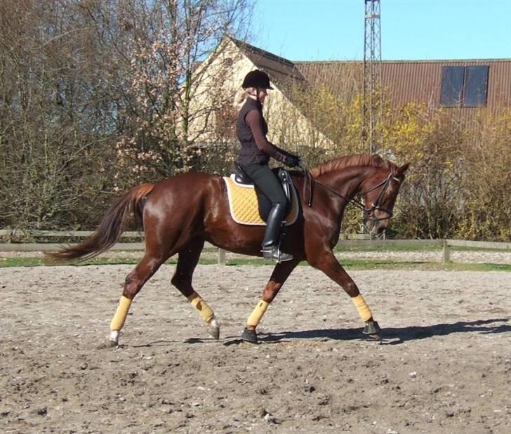 Hannoveraner Davina R.I.P <3 - min søde Davina (: billede 17