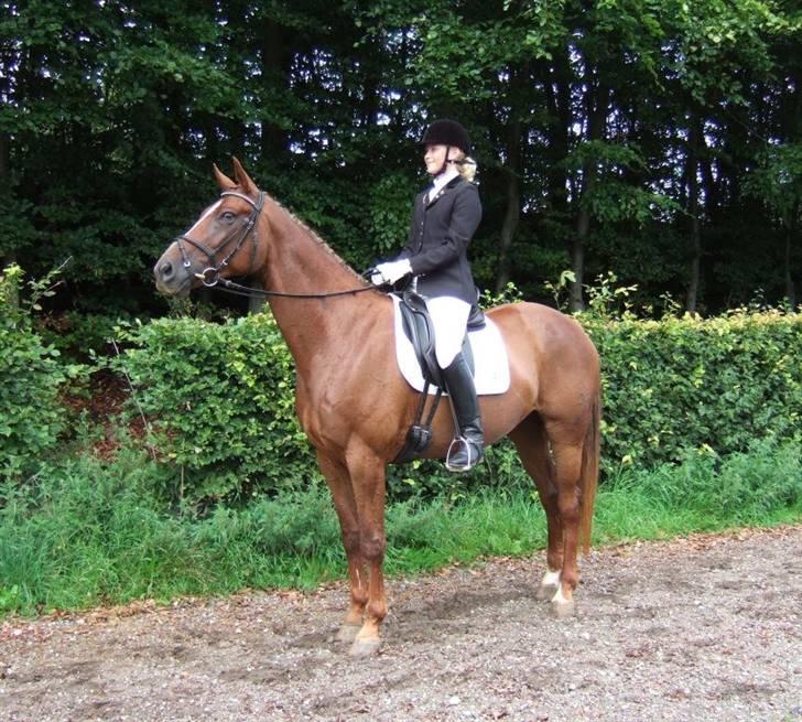 Hannoveraner Davina R.I.P <3 - Davina og jeg :D elsker den lille hest. Efter stævnet i holte hvor vi blev 3. og 4. i LA3 og LA4, trods slinger ad midterlinjen pga. fest :P billede 18