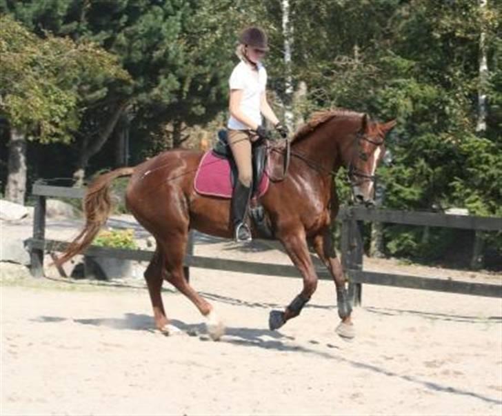 Hannoveraner Davina R.I.P <3 - Dette billede er fra starten af mit efterskoleophold. Synes hun ser fin nok ud, men min hånd er ikke optimal ;) hehe billede 20