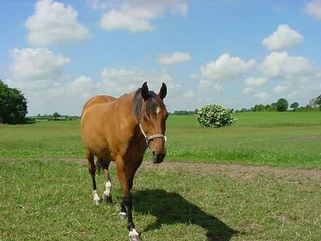 Dansk Varmblod Sognegårdens Valinda - et billede af valinda, da hun var 16, er taget af hendes gamle ejere :D billede 6
