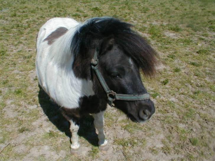 Shetlænder Harry** aflivet 6/3-09** - harry maj 2008 billede 1