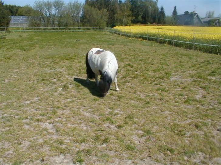 Shetlænder Harry** aflivet 6/3-09** - Harry maj 2008 billede 2