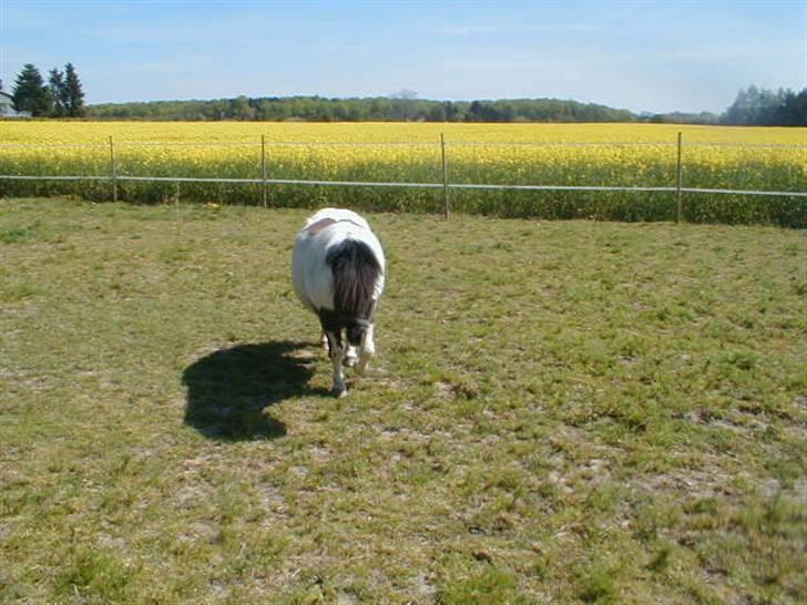 Shetlænder Harry** aflivet 6/3-09** - harry maj 2008 billede 3