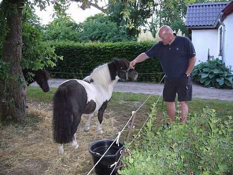 Shetlænder Harry** aflivet 6/3-09** billede 4