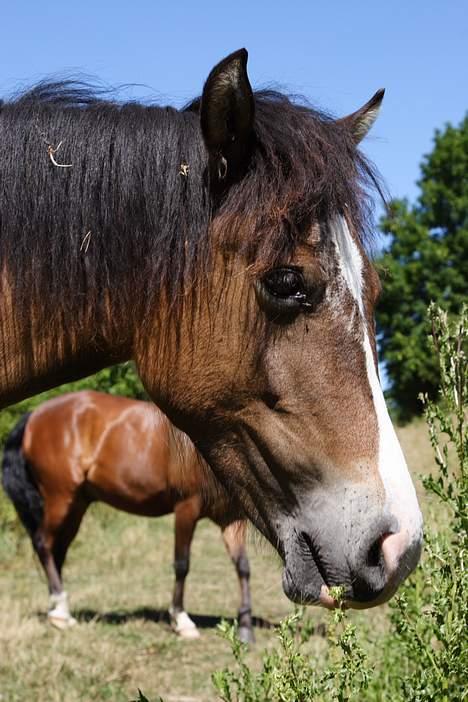 Anden særlig race Ebony´s Surprise - Jeg synes da ikke at jeg er den grimmeste hest i verden.... selvtillid er en god ting :-) billede 8