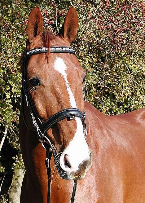 Dansk Varmblod Samurei - Billede taget af en fotograf ;D billede 1