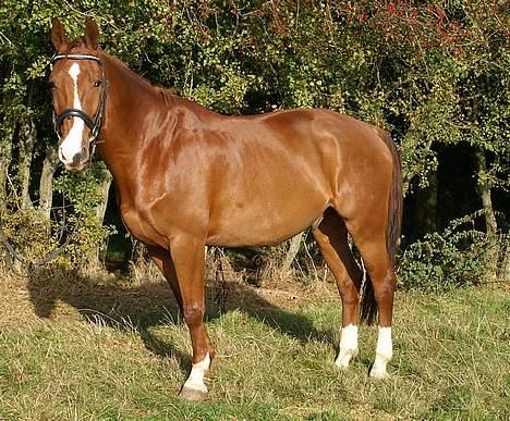 Dansk Varmblod Samurei - Billede taget af en fotograf ;D billede 2