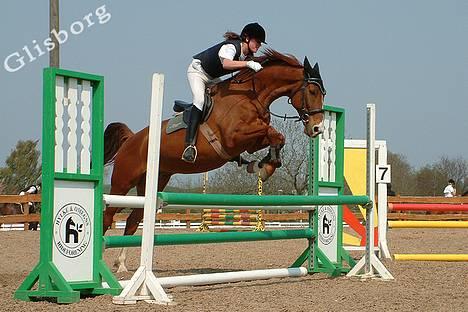 Dansk Varmblod Samurei - Stævne billede 3