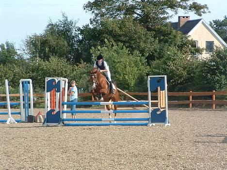 Dansk Varmblod Samurei - Stævne billede 4