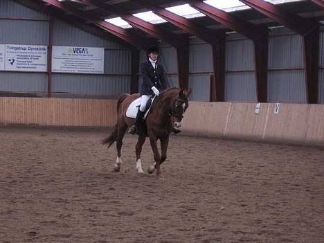 Dansk Varmblod Samurei - Stævne billede 5