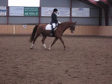Dansk Varmblod Samurei - Stævne billede 6