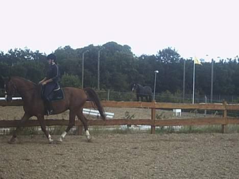 Dansk Varmblod Samurei - Træning  billede 7