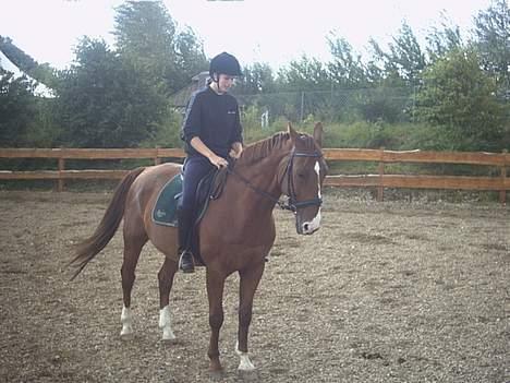 Dansk Varmblod Samurei - Parade billede 8