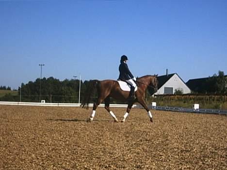 Dansk Varmblod Samurei - Stævne billede 9