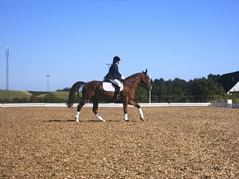 Dansk Varmblod Samurei - Stævne billede 10