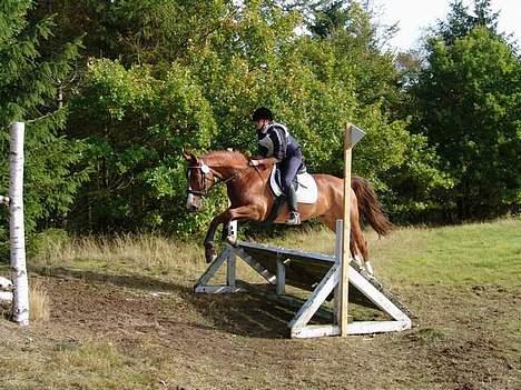 Dansk Varmblod Samurei - Militarystævne i Hammel billede 11
