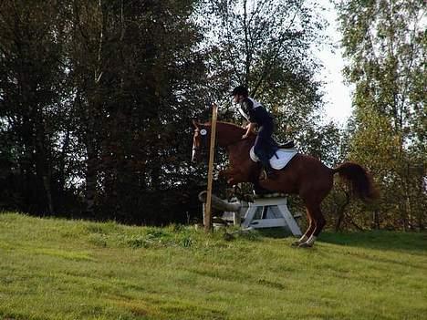 Dansk Varmblod Samurei - Militarystævne i Hammel billede 12