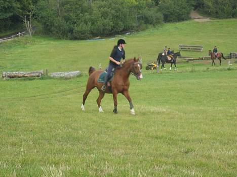 Dansk Varmblod Samurei - Military billede 14