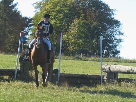 Dansk Varmblod Samurei - Military billede 15