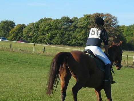 Dansk Varmblod Samurei - Miltary billede 16